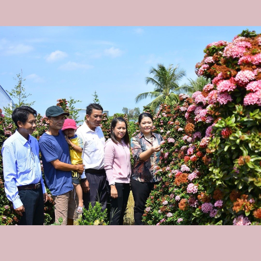 Kiếm Hàng Trăm Triệu Mỗi Năm Nhờ Trồng Hoa Mẫu Đơn